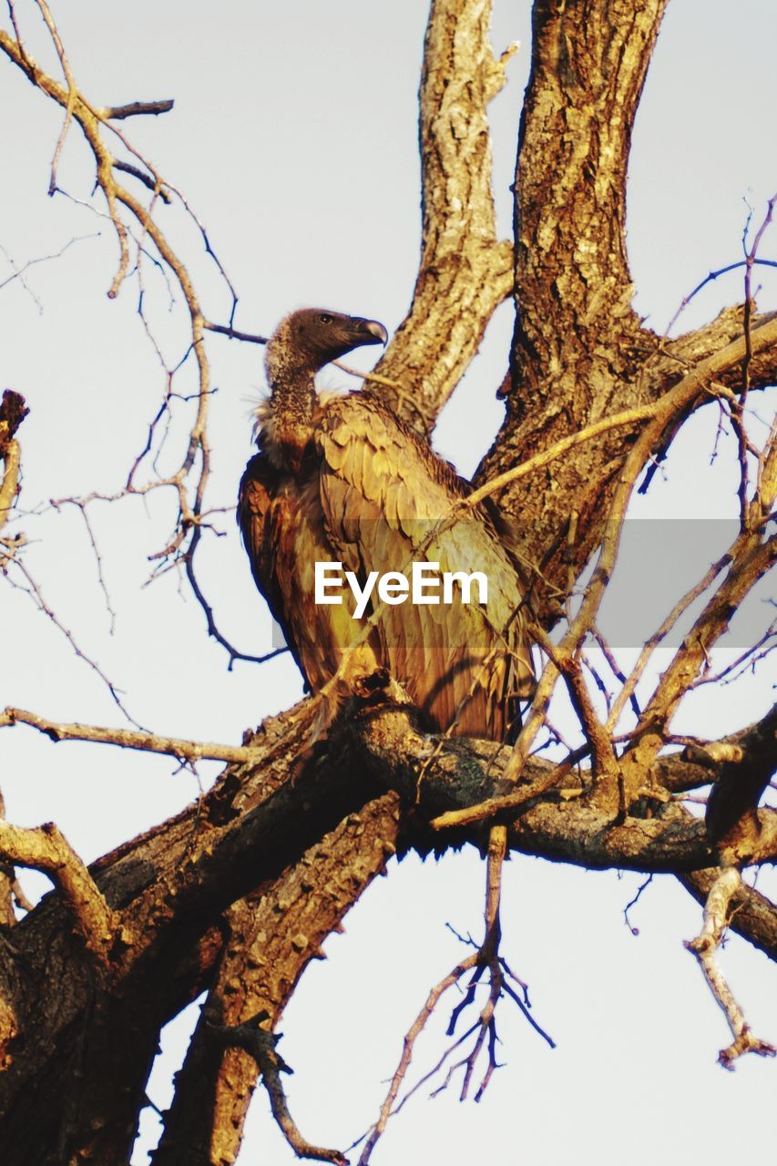 LOW ANGLE VIEW OF EAGLE PERCHING ON TREE