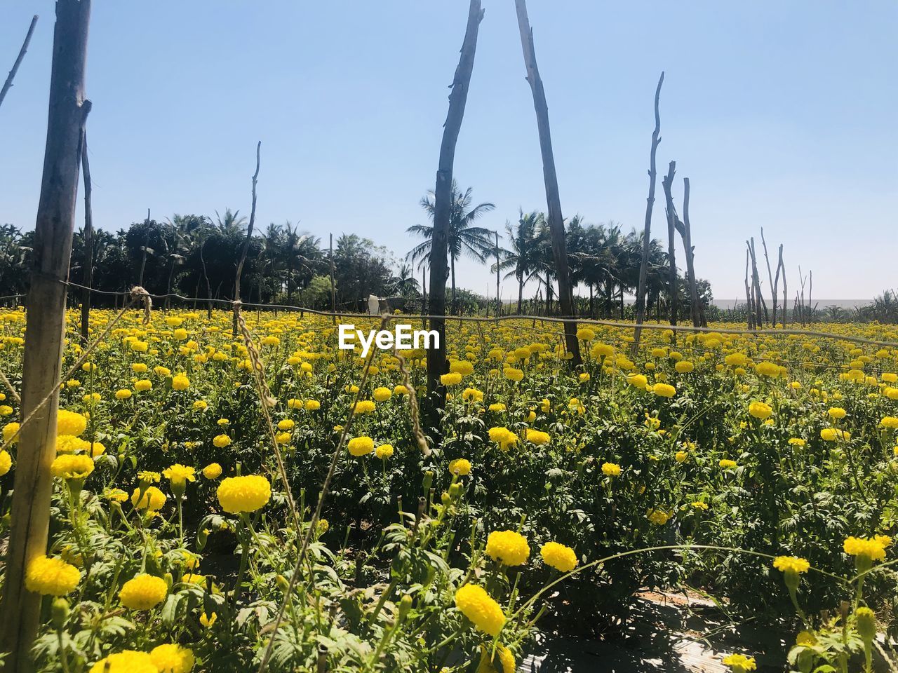 YELLOW FLOWERING PLANTS GROWING ON FIELD