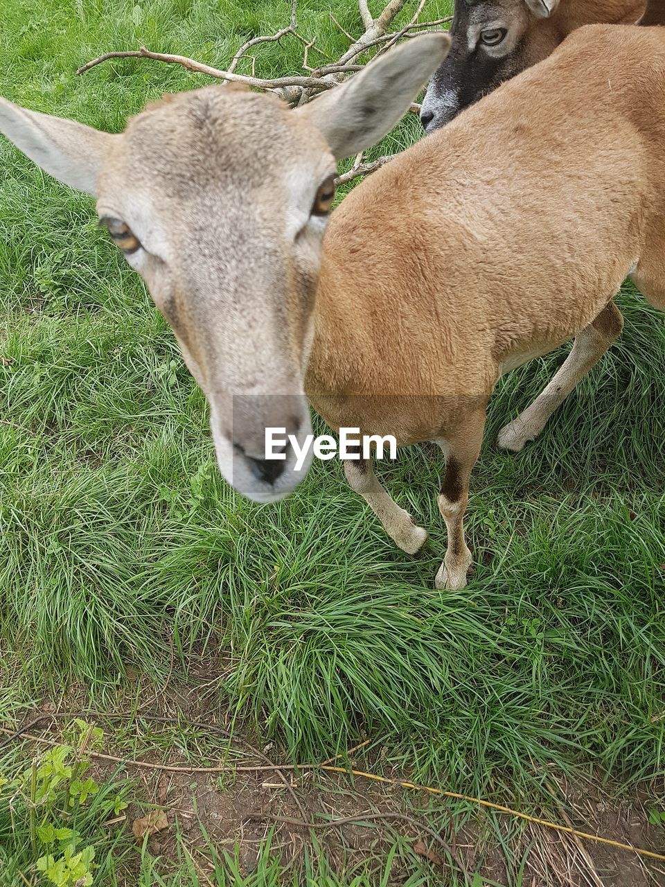 CLOSE-UP OF SHEEP ON FIELD