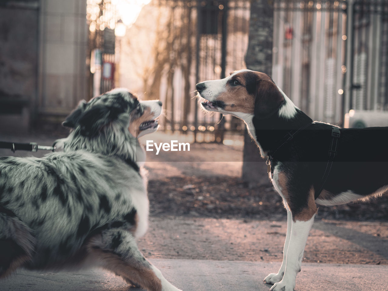 DOG LOOKING AWAY OUTDOORS