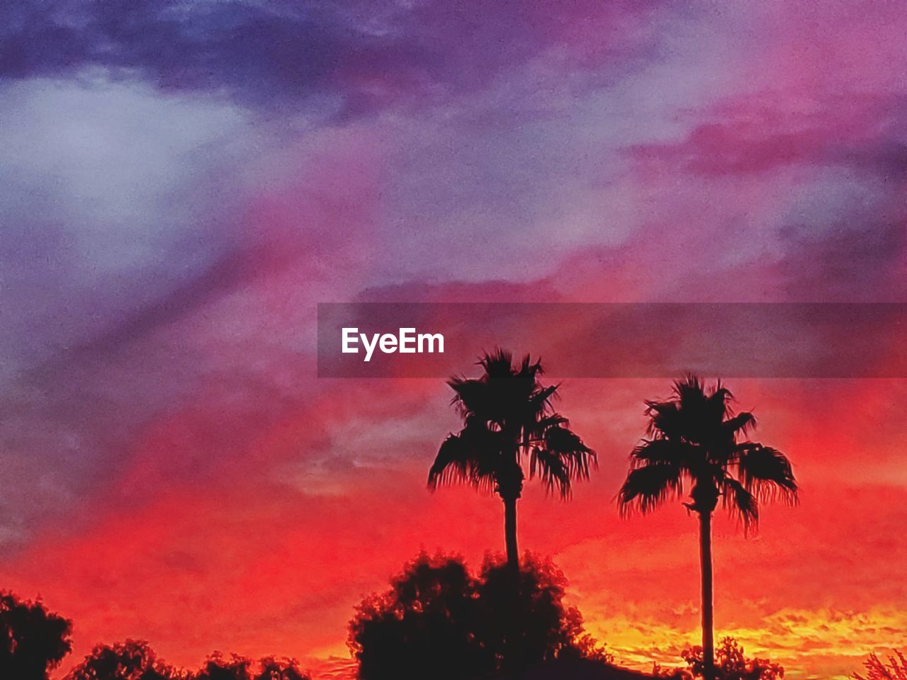 LOW ANGLE VIEW OF SILHOUETTE TREES AGAINST SKY