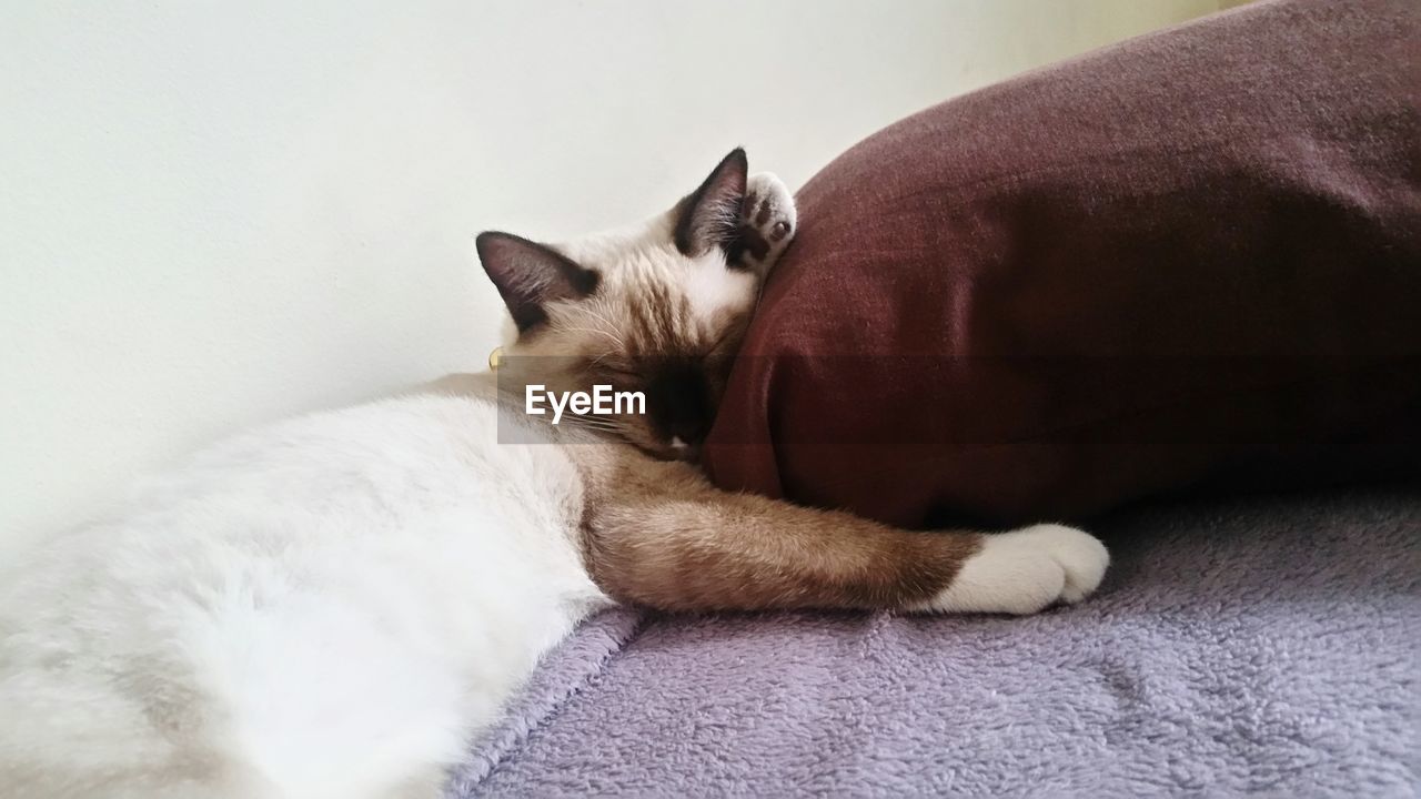CAT SLEEPING ON BLANKET