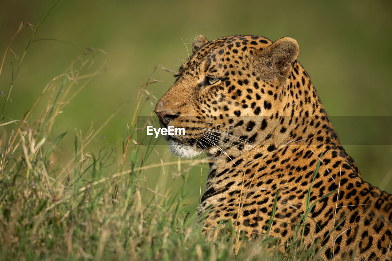 Male leopard lies poking head above grass
