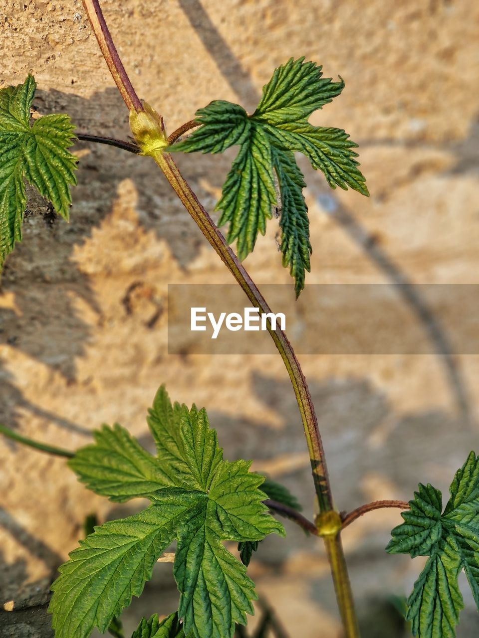 plant, leaf, plant part, nature, growth, green, no people, flower, day, tree, herb, branch, close-up, focus on foreground, outdoors, beauty in nature, produce, food and drink, food, medicine, soil, sunlight, high angle view