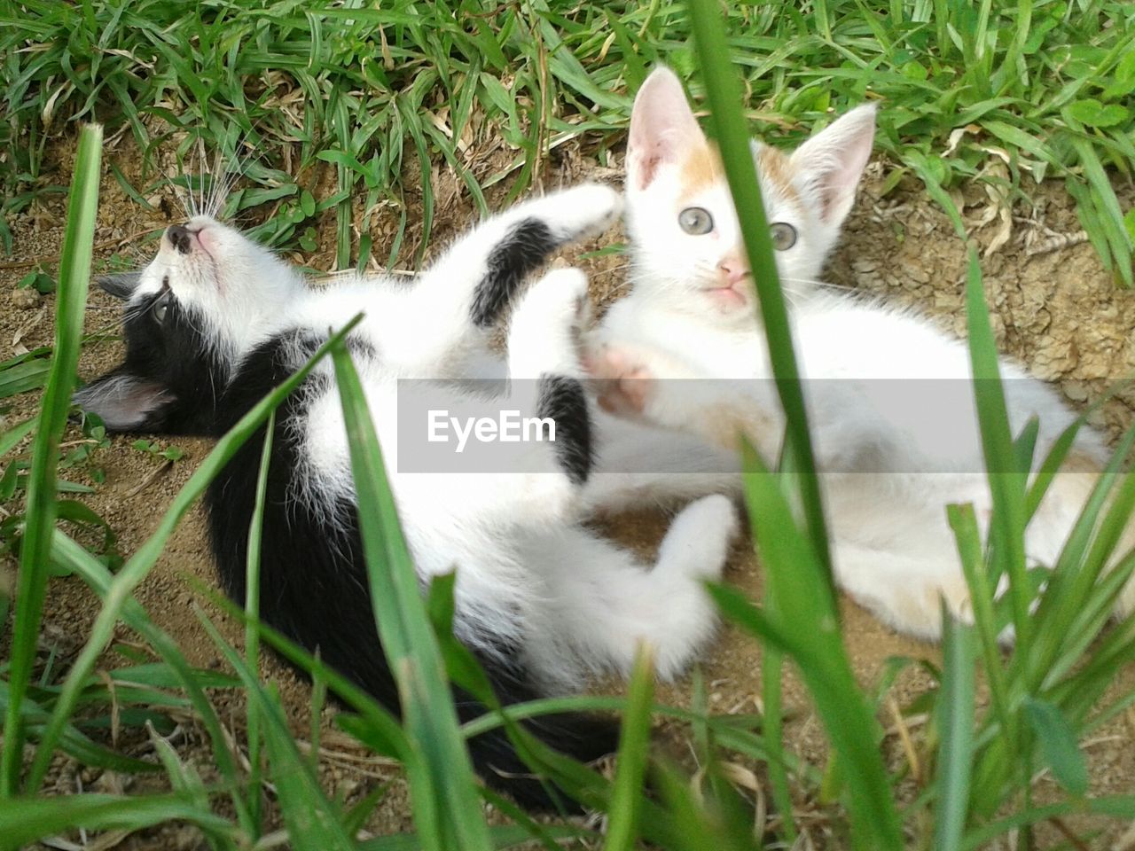 CAT ON GRASSY FIELD BY PLANTS