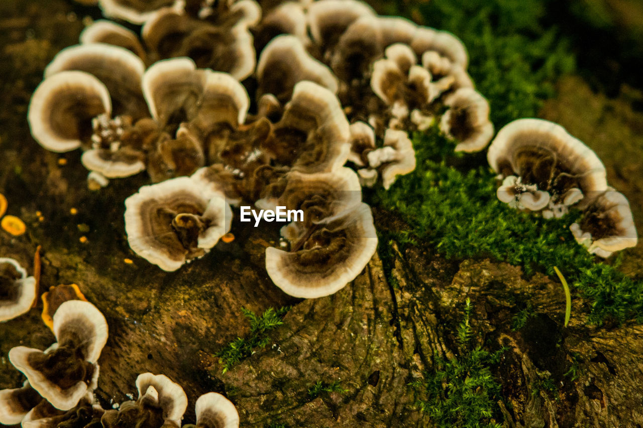 CLOSE-UP OF MUSHROOMS GROWING ON GROUND