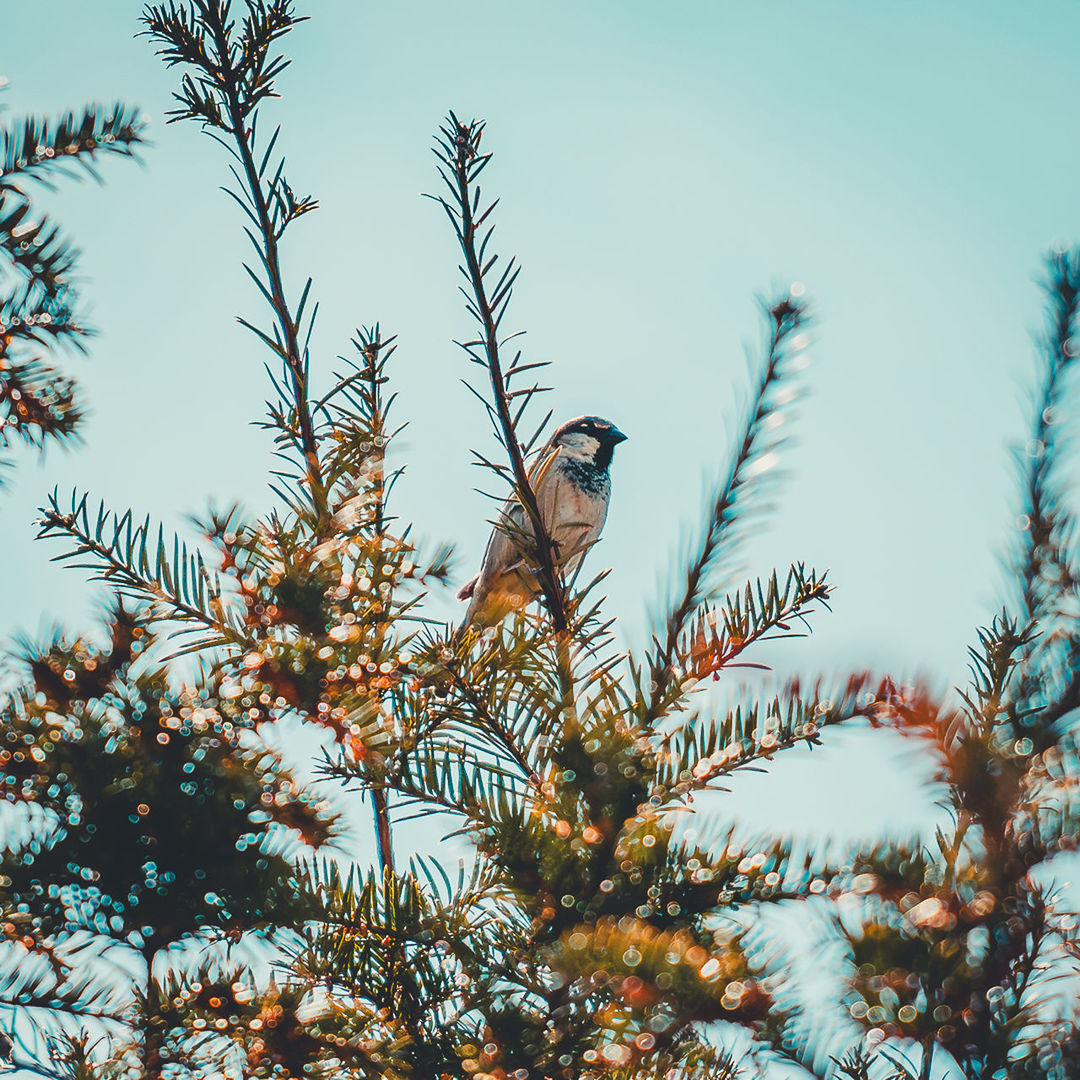 tree, plant, nature, branch, sky, bird, no people, animal themes, animal, beauty in nature, animal wildlife, coniferous tree, wildlife, pine tree, pinaceae, growth, low angle view, leaf, outdoors, day, flower, perching, bird of prey, blue, one animal, clear sky, tranquility