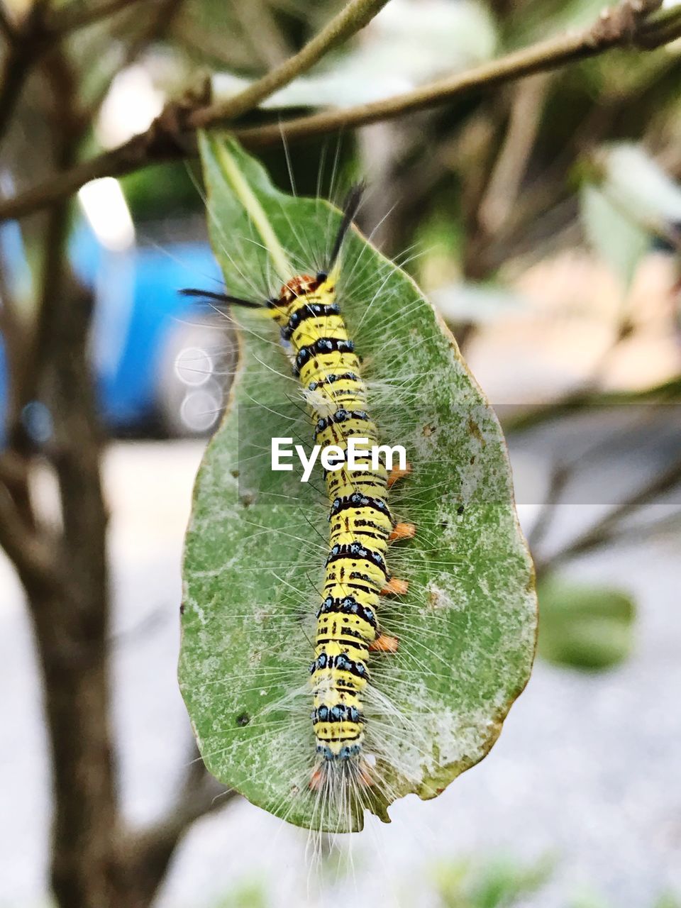 Close-up of caterpillar on leaf