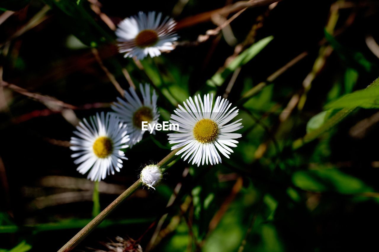 Close-up of white flowering plants