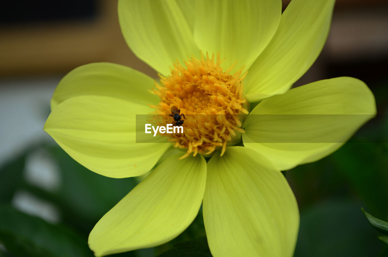 CLOSE-UP OF YELLOW INSECT ON FLOWER