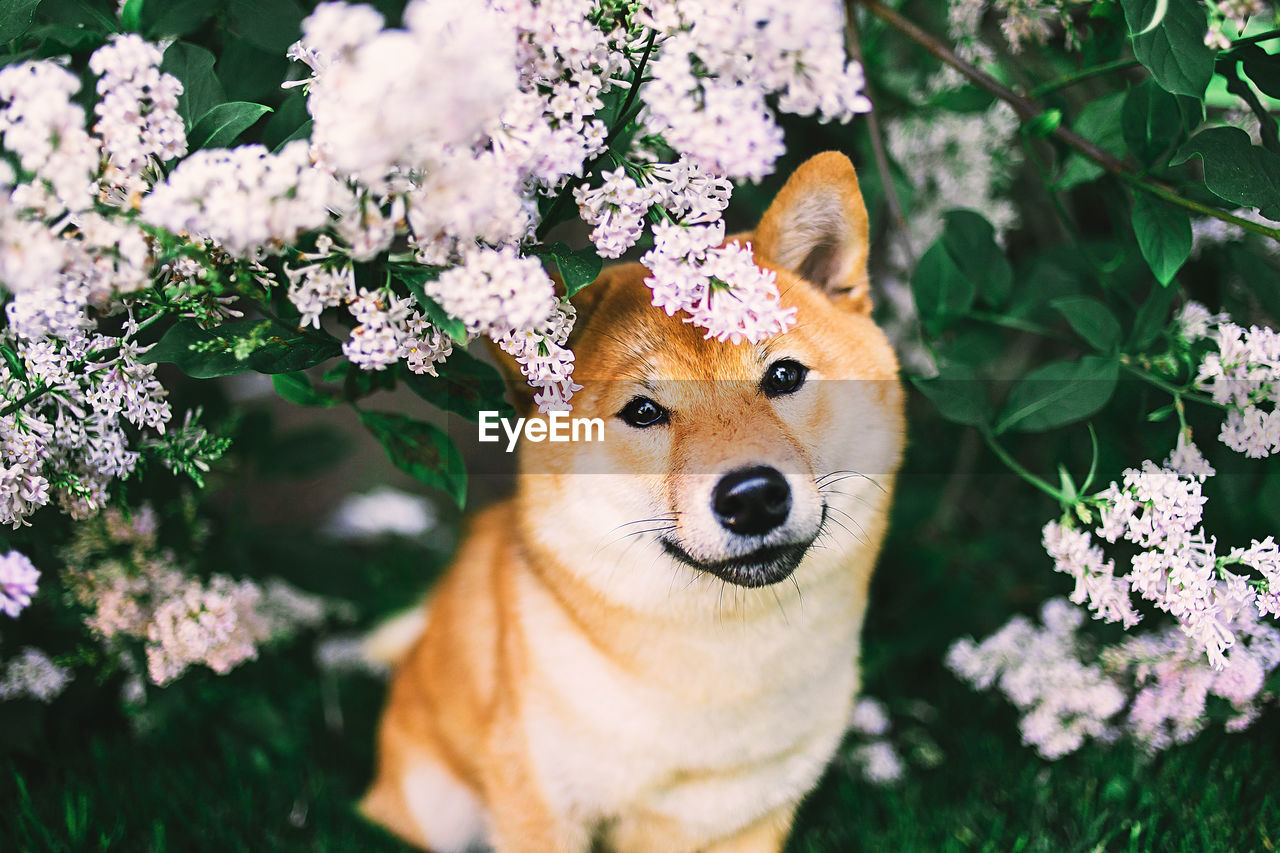 PORTRAIT OF CAT IN A FLOWER