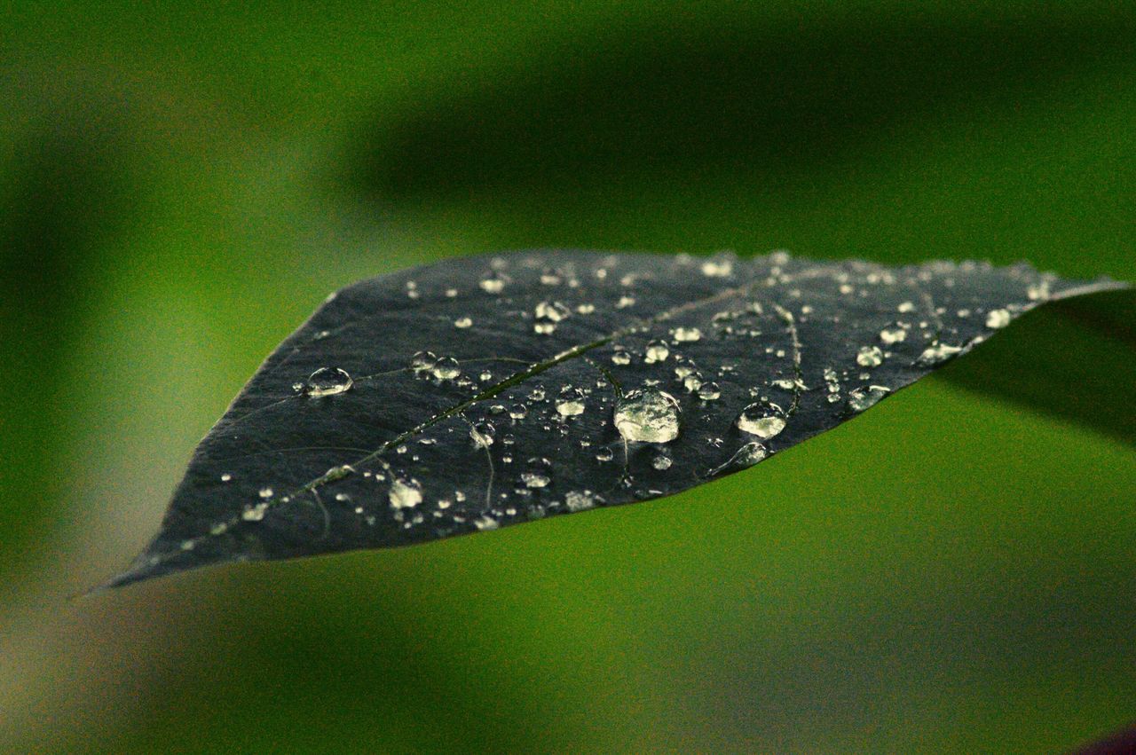 CLOSE-UP OF WATERDROPS ON LEAF