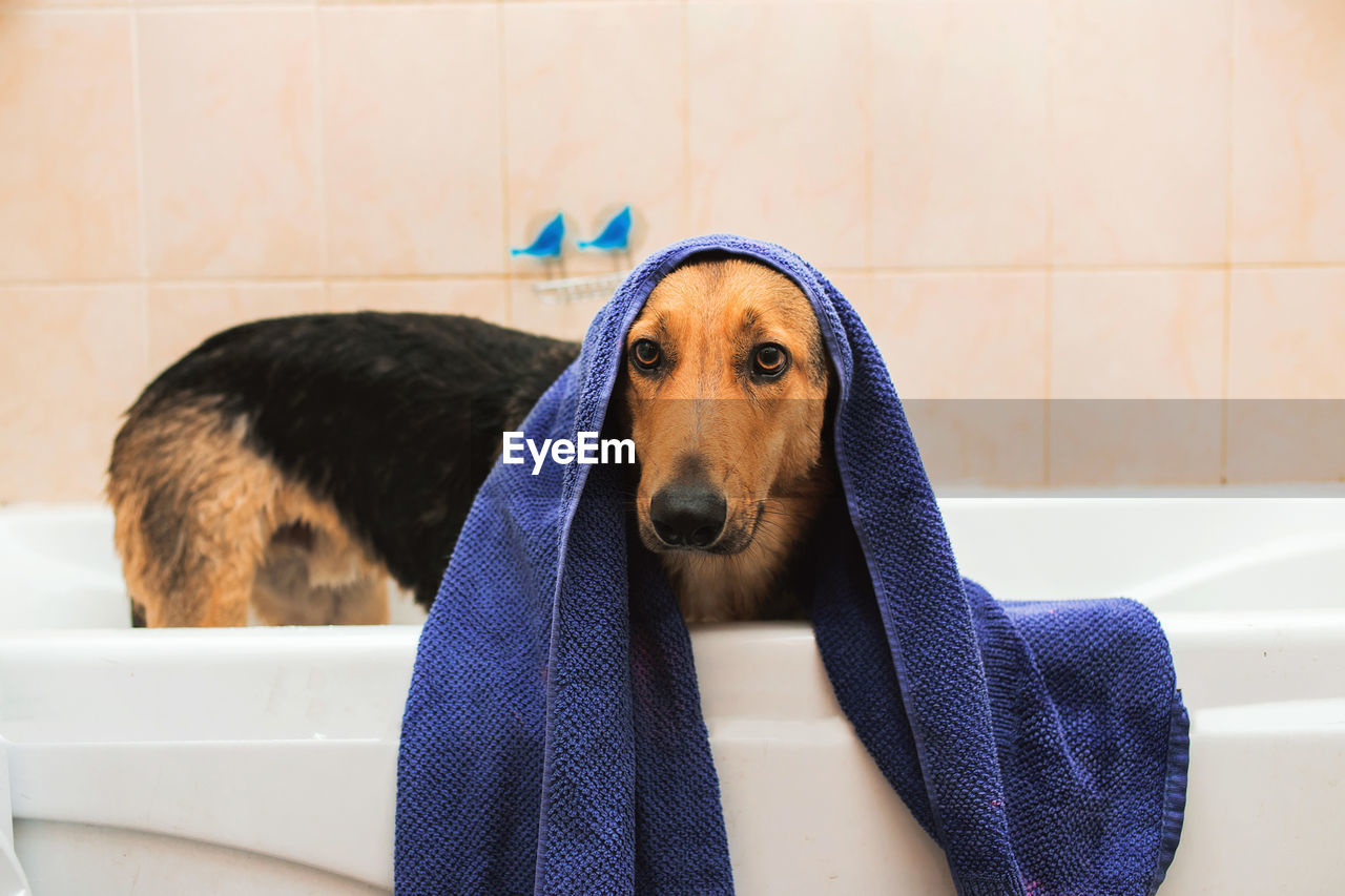 CLOSE-UP PORTRAIT OF A DOG IN THE BATHROOM