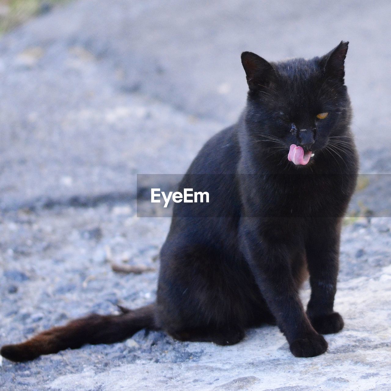 PORTRAIT OF BLACK CAT SITTING ON ROCK