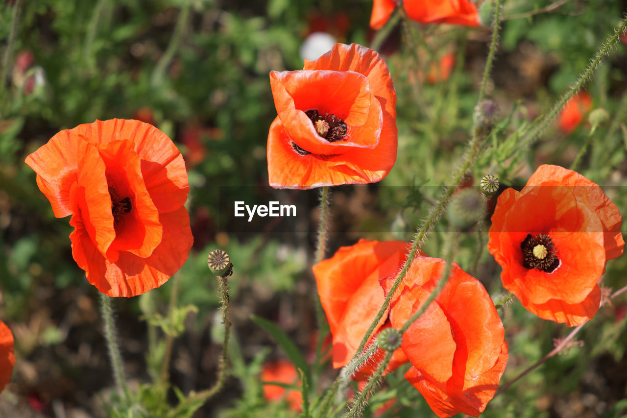 CLOSE-UP OF ORANGE POPPY GROWING ON PLANTS