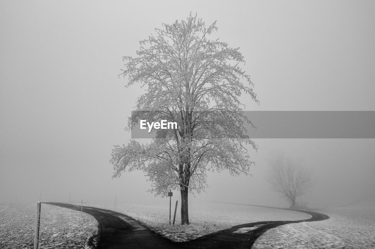 tree, fog, black and white, plant, monochrome, winter, nature, snow, monochrome photography, mist, tranquility, no people, environment, cold temperature, beauty in nature, morning, bare tree, sky, branch, tranquil scene, landscape, scenics - nature, outdoors, freezing, land, white, day, the way forward, frost, road, non-urban scene, transportation