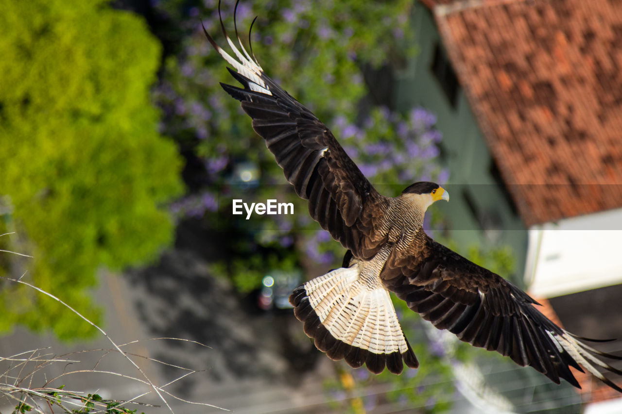 Close-up of eagle flying