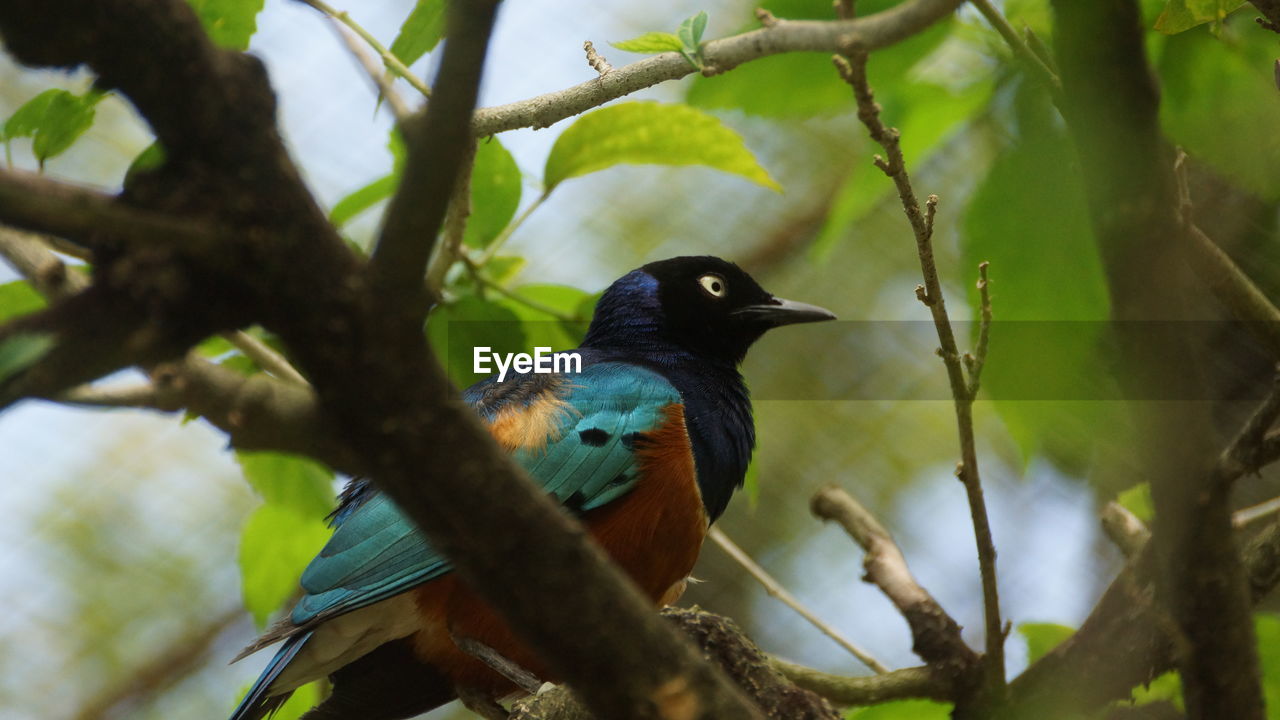 LOW ANGLE VIEW OF A BIRD PERCHING ON BRANCH