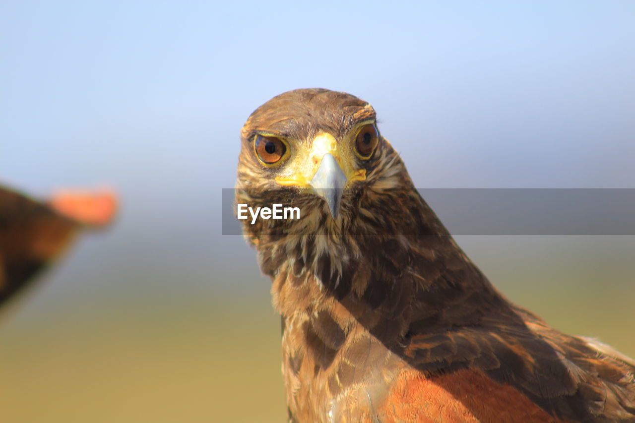 Close-up portrait of eagle against blurred background