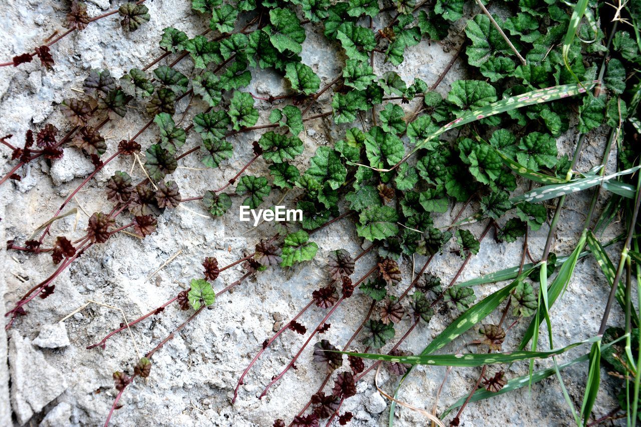 High angle view of ivy growing on tree