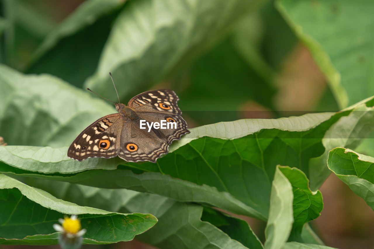 BUTTERFLY ON LEAVES