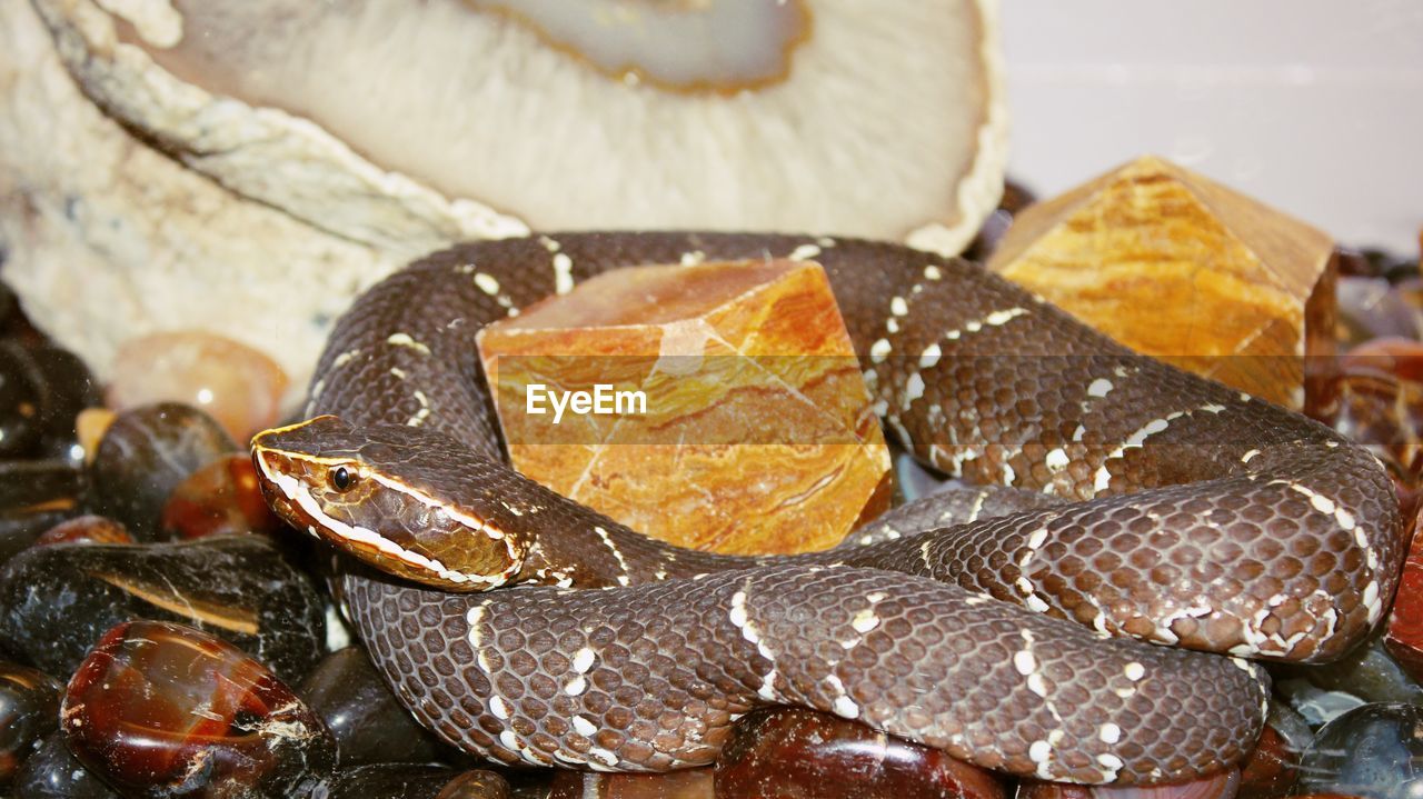 Close-up of snake on stones