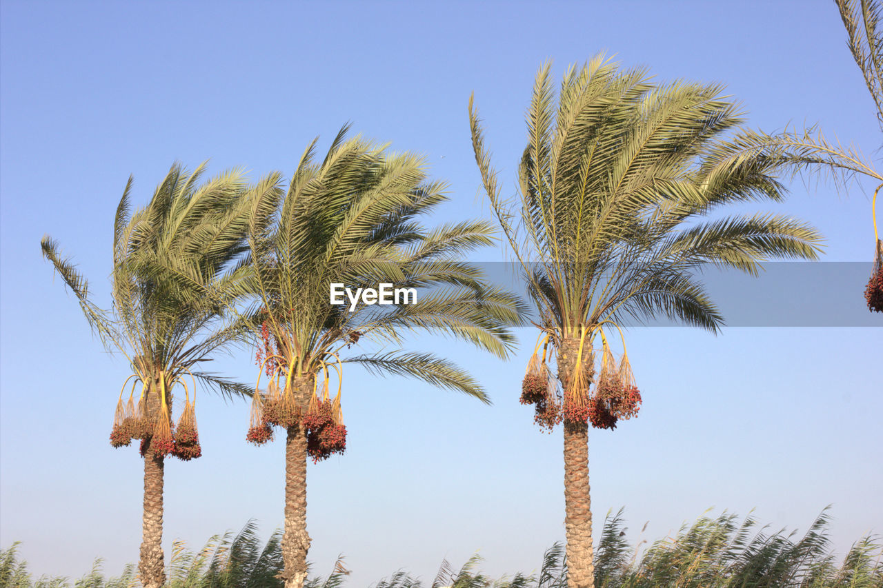 Palm trees against sky