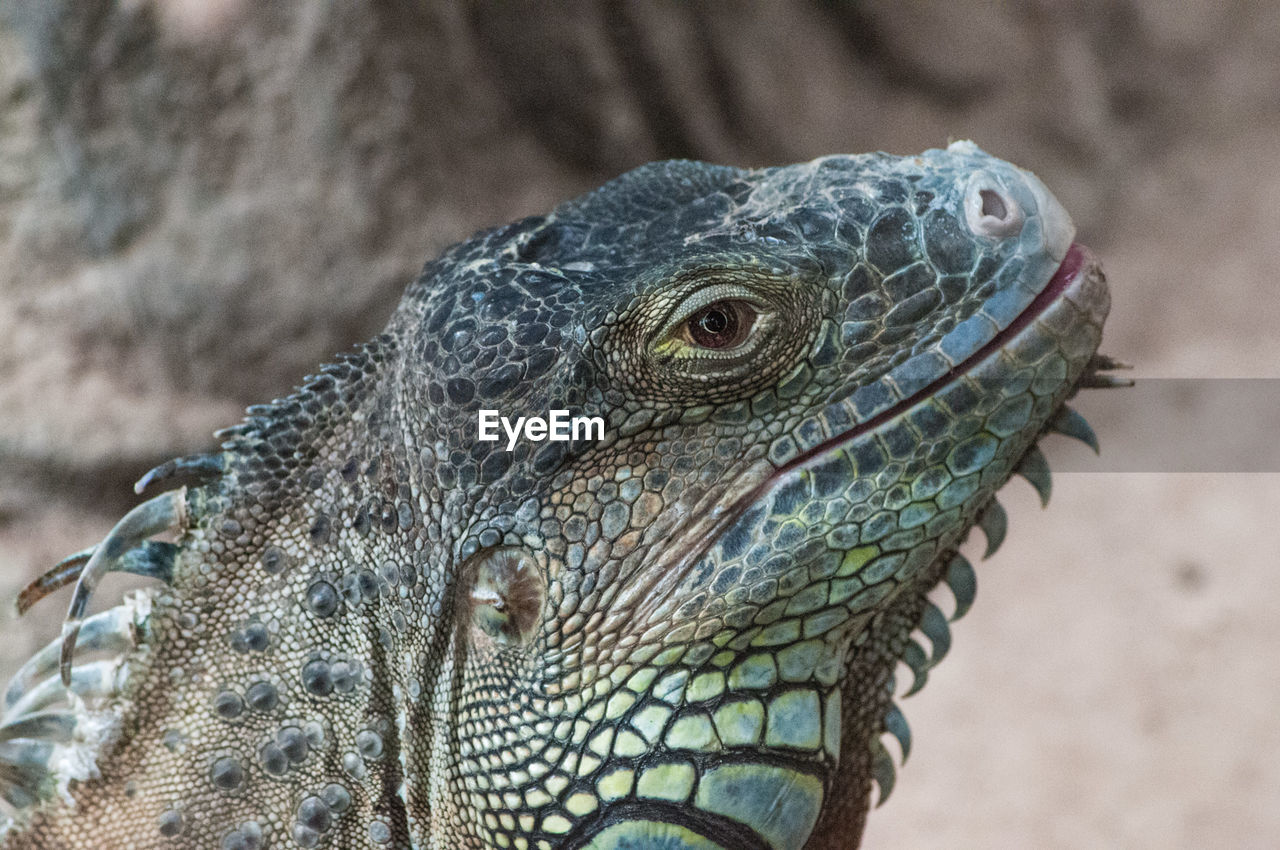 Close-up of iguana