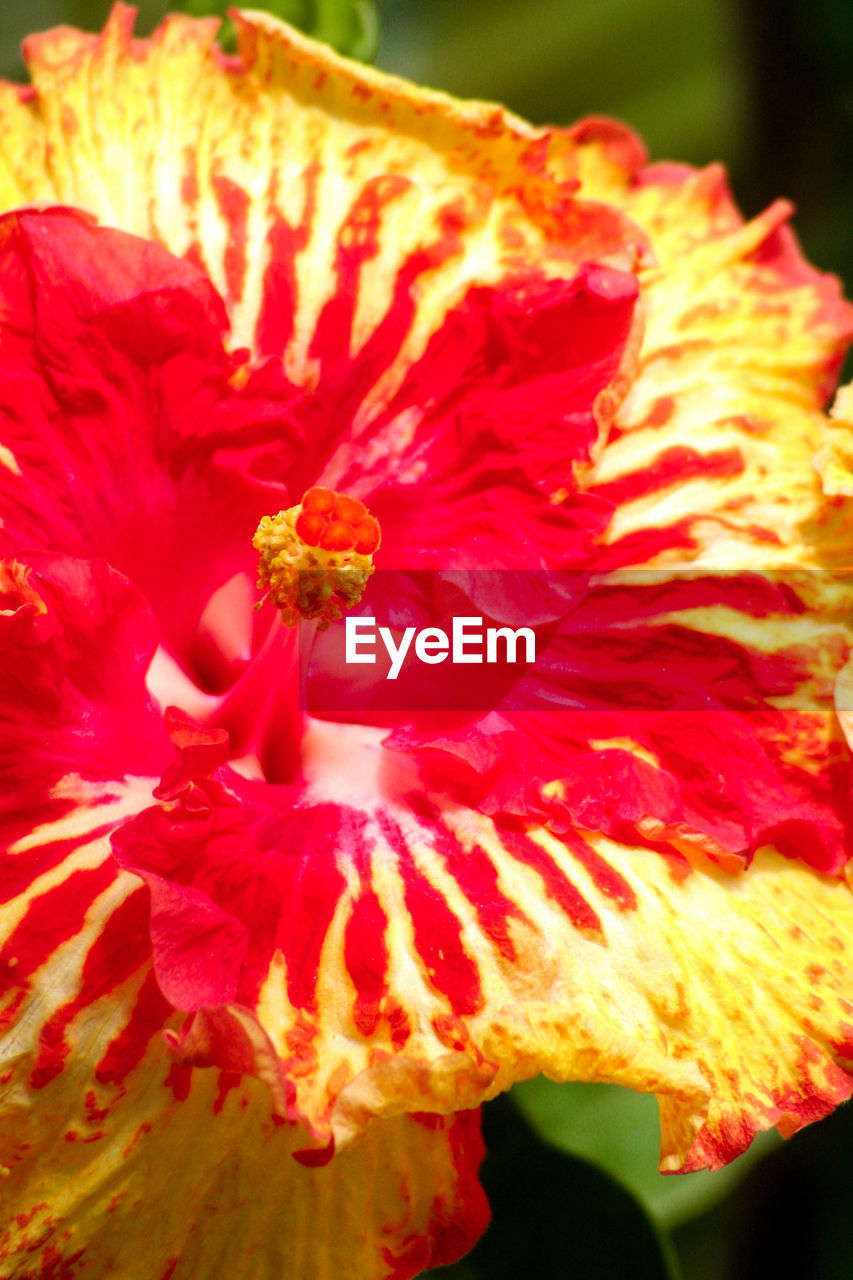 CLOSE-UP OF RED HIBISCUS FLOWER