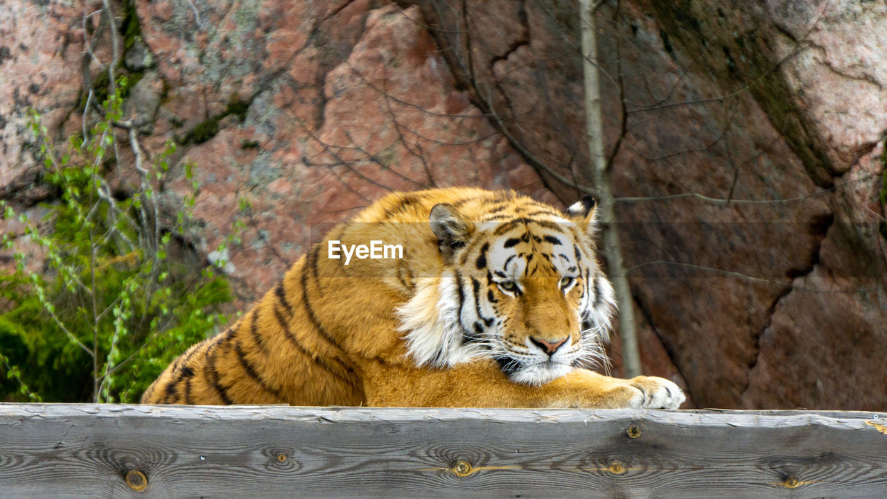 Tiger in a zoo