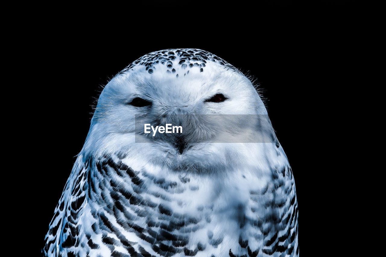 CLOSE-UP OF BIRD AGAINST BLACK BACKGROUND