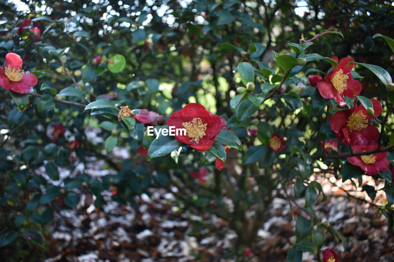 Close-up of red flowering plant