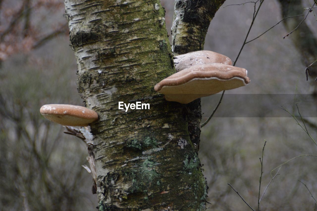 CLOSE-UP OF MUSHROOMS GROWING ON TREE TRUNK IN FOREST