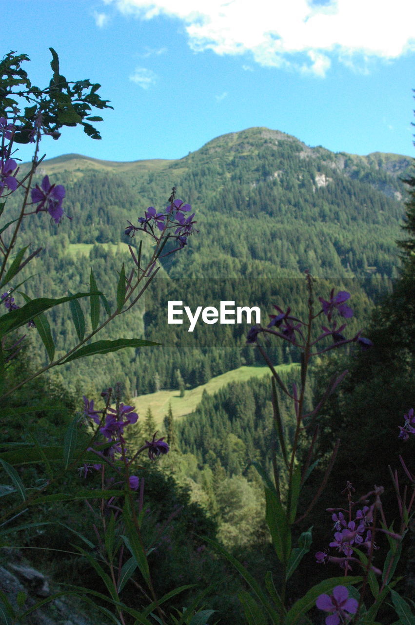 Scenic view of trees and mountains