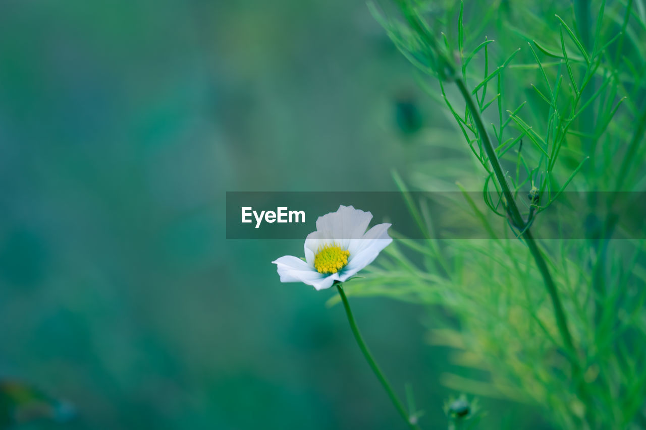 plant, flower, flowering plant, green, freshness, beauty in nature, nature, grass, fragility, close-up, meadow, macro photography, sunlight, growth, petal, flower head, white, no people, springtime, inflorescence, field, outdoors, environment, focus on foreground, plant stem, summer, blossom, botany, day, wildflower, selective focus, leaf, land, plant part, yellow, daisy, plain, blue, tranquility