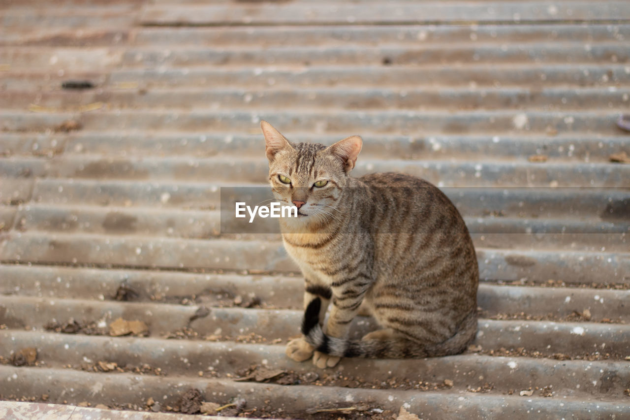 CAT SITTING ON STAIRCASE