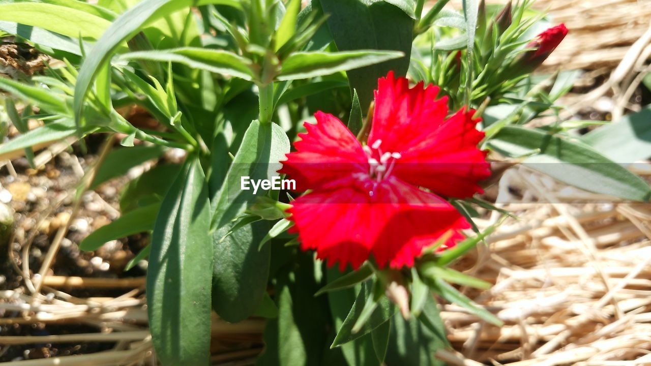 CLOSE-UP OF RED FLOWERS BLOOMING ON FIELD