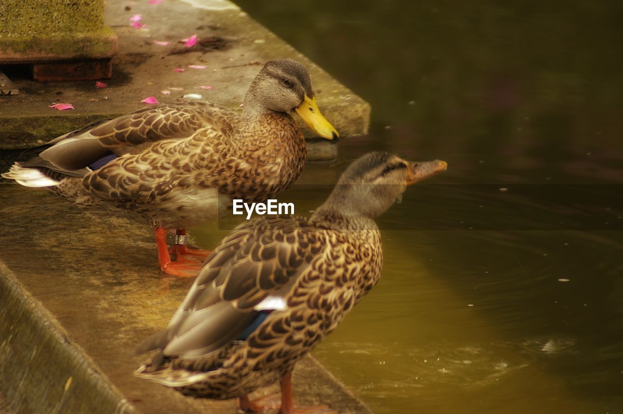 DUCKS IN LAKE