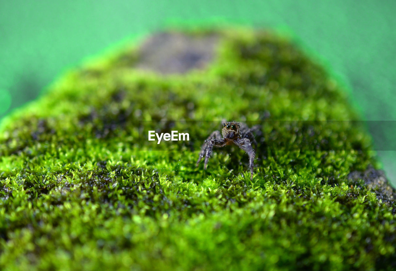 CLOSE-UP OF GREEN GRASS