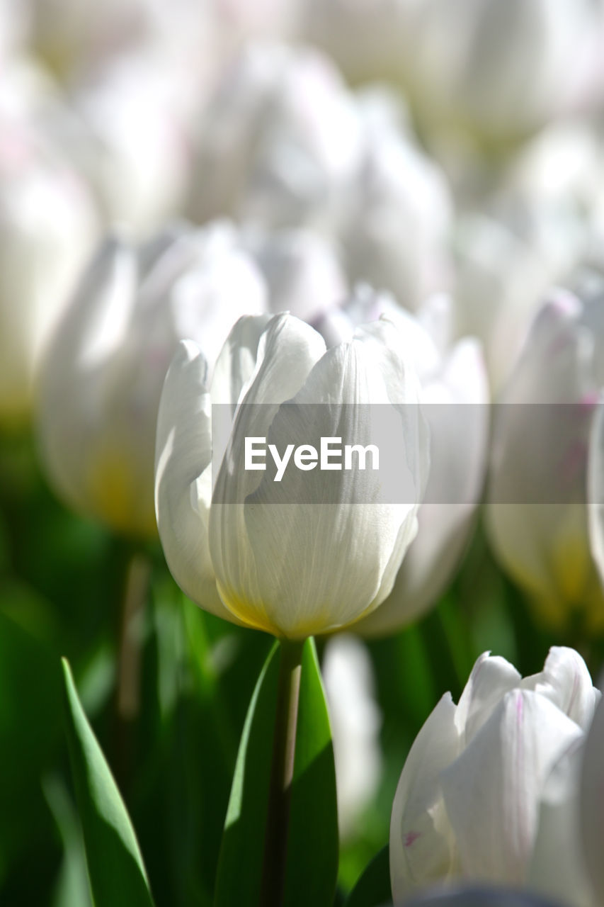 plant, flower, flowering plant, freshness, beauty in nature, close-up, nature, white, petal, fragility, growth, tulip, flower head, springtime, no people, inflorescence, focus on foreground, blossom, selective focus, outdoors, leaf, green, plant part, plant bulb