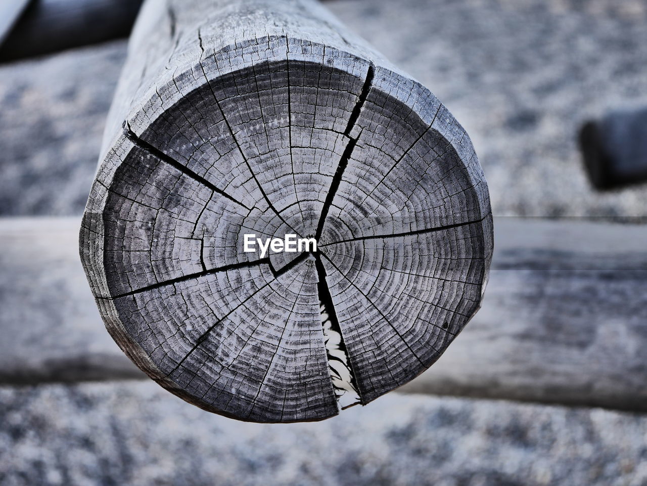 Close-up of tree stump