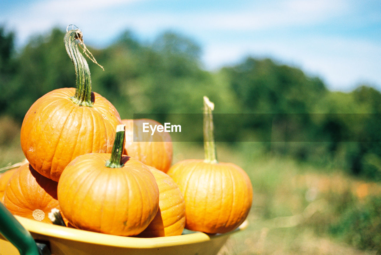 Close-up of pumpkins