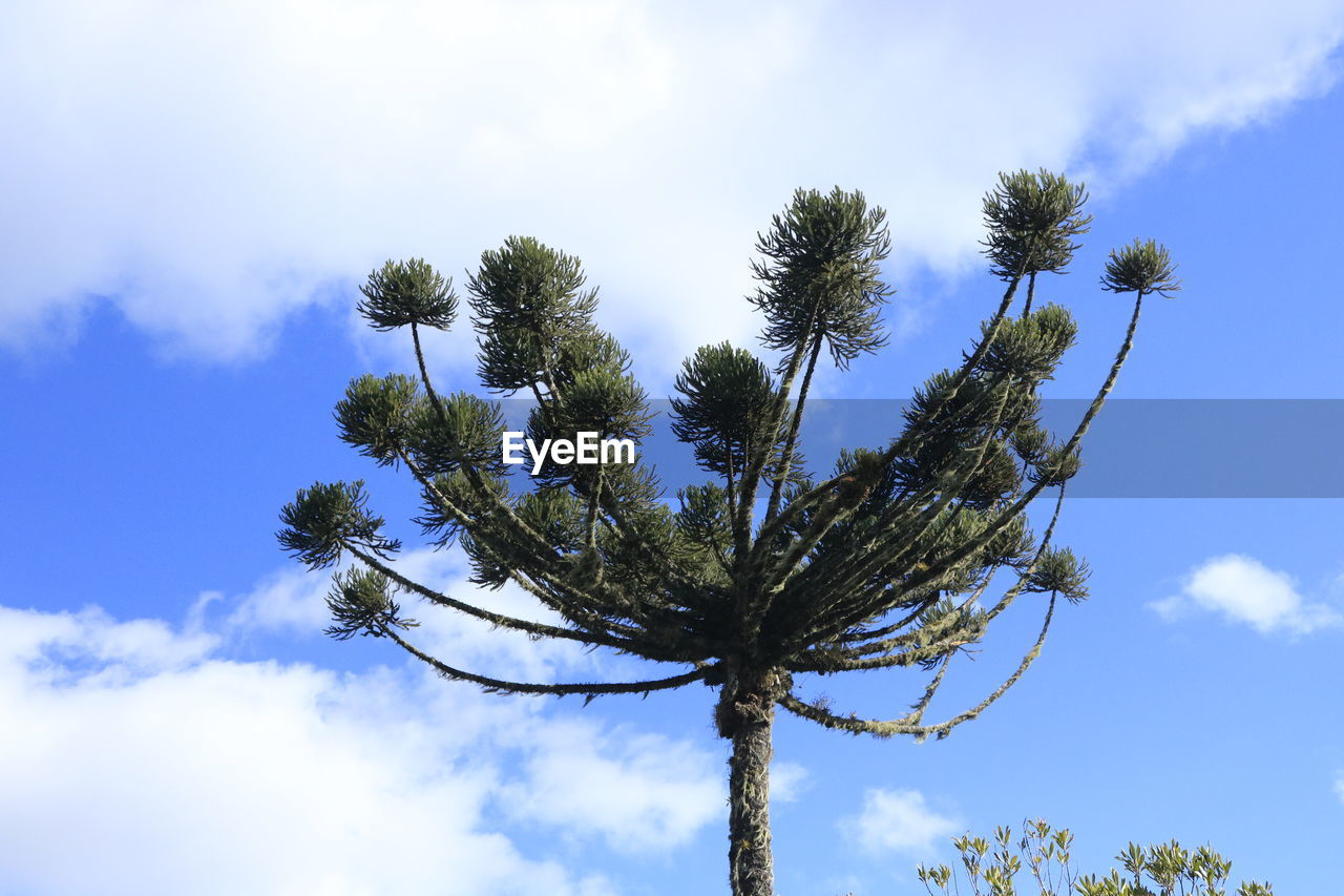 LOW ANGLE VIEW OF TREE AGAINST SKY