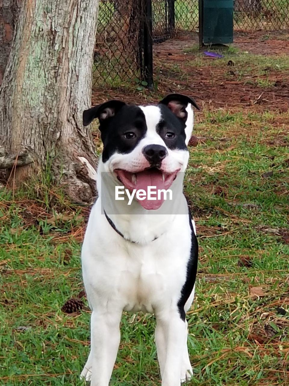PORTRAIT OF DOG IN FIELD