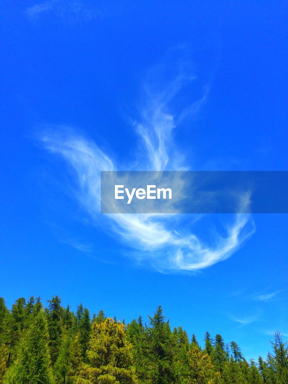 Low angle view of trees against blue sky