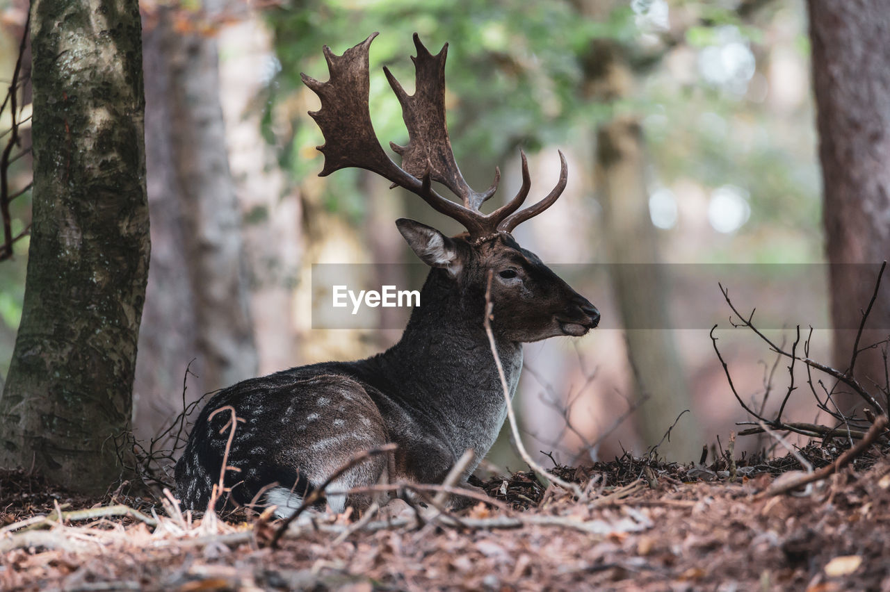 DEER ON A FIELD