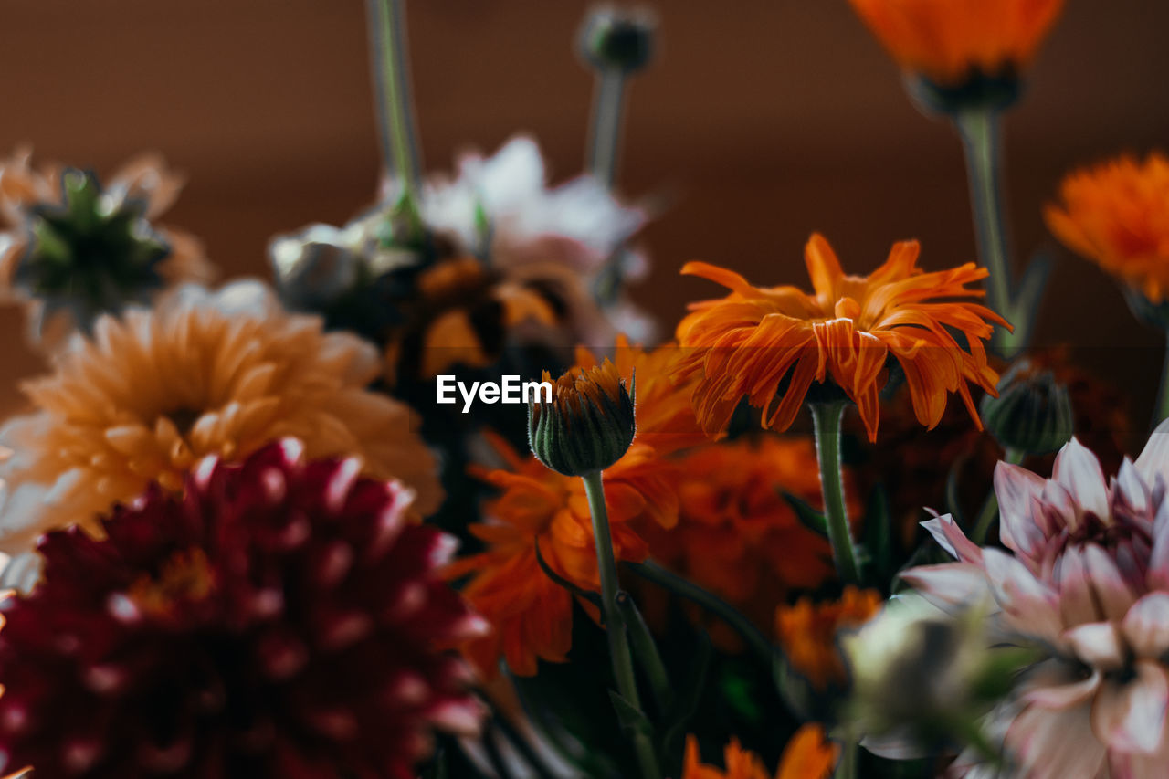 Close-up of orange flowering plants