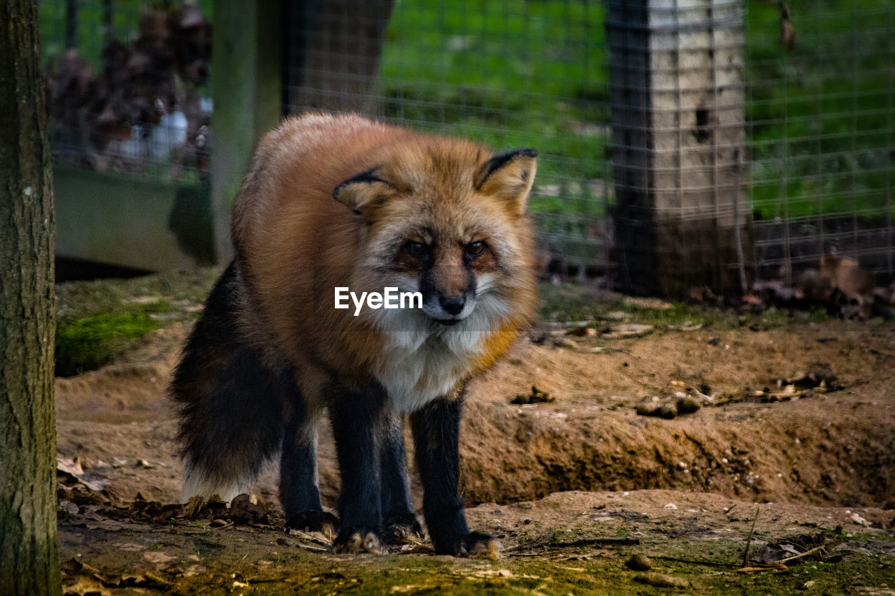 PORTRAIT OF AN ANIMAL IN ZOO