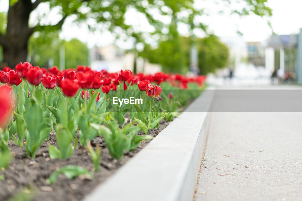 CLOSE-UP OF RED FLOWERING PLANTS IN CITY