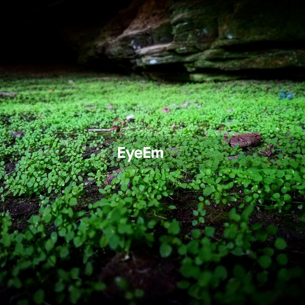 CLOSE-UP OF MOSS GROWING ON PLANT